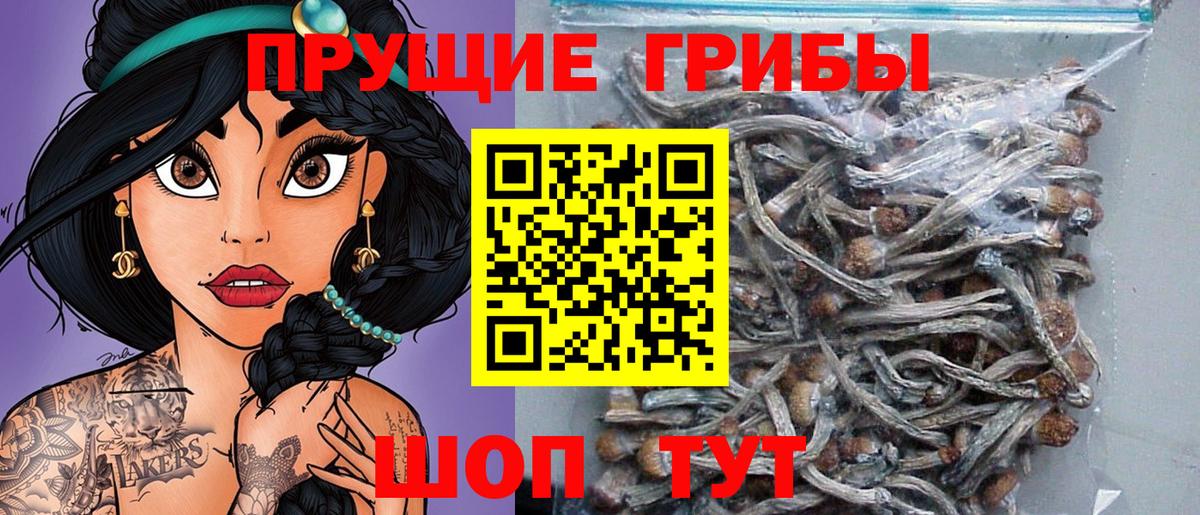 Псилоцибиновые грибы Psilocybe Солнечногорск